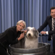 Dame Emma Thompson, very good dog, Jimmy Fallon
